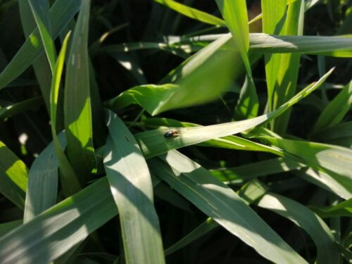 skrzypionka zbożowa, larwy, składanie jaj, chrząszcze, ochrona roślin, pyretroidy,