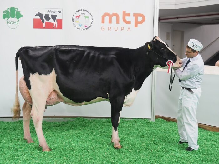 Narodowa Wystawa Zwierząt Hodowlanych, bydło mleczne, bydłoi mięsne, trzoda chlewna, drób, hodowcy zwierząt