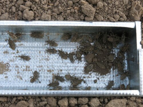 szarek komośnik, skośnik buraczak, przędziorek chmielowiec, szkodniki buraka cukrowego, zwalczanie szkodników w buraku