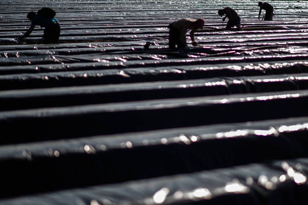 szparagi, uprawa szparagów, zbiór szparagów, niemcy, Hans Lehar