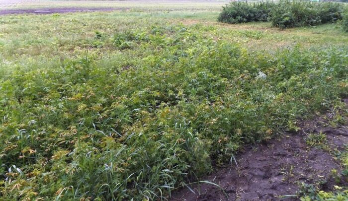 nielegalna uprawa konopi, konopie indyjskie, sochaczew, agnieszka dzik, brzeg