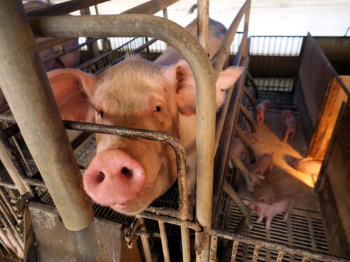 walka z asf w chinach, chiny, asf, Matthew Stone, Światowa Organizacja Zdrowia Zwierząt, oie