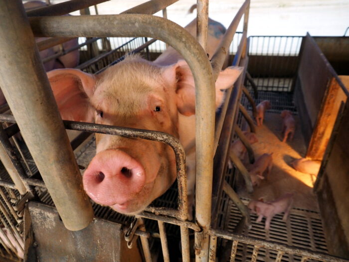 walka z asf w chinach, chiny, asf, Matthew Stone, Światowa Organizacja Zdrowia Zwierząt, oie