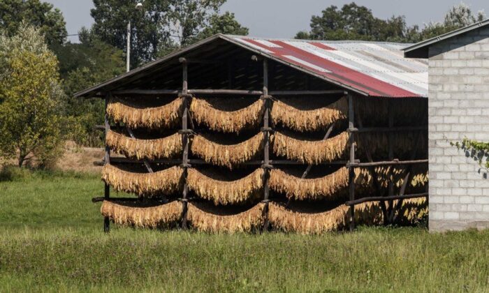papierosy, tytoń, akcyza,  zakazu sprzedaży papierosów mentolowych, podatki