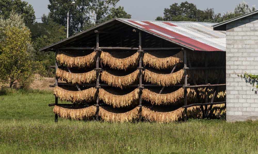 papierosy, tytoń, akcyza,  zakazu sprzedaży papierosów mentolowych, podatki