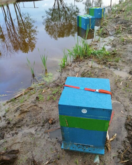 korsztyn, gmina Grunwald, ule w stawie, pasieka, pszczelarstwo