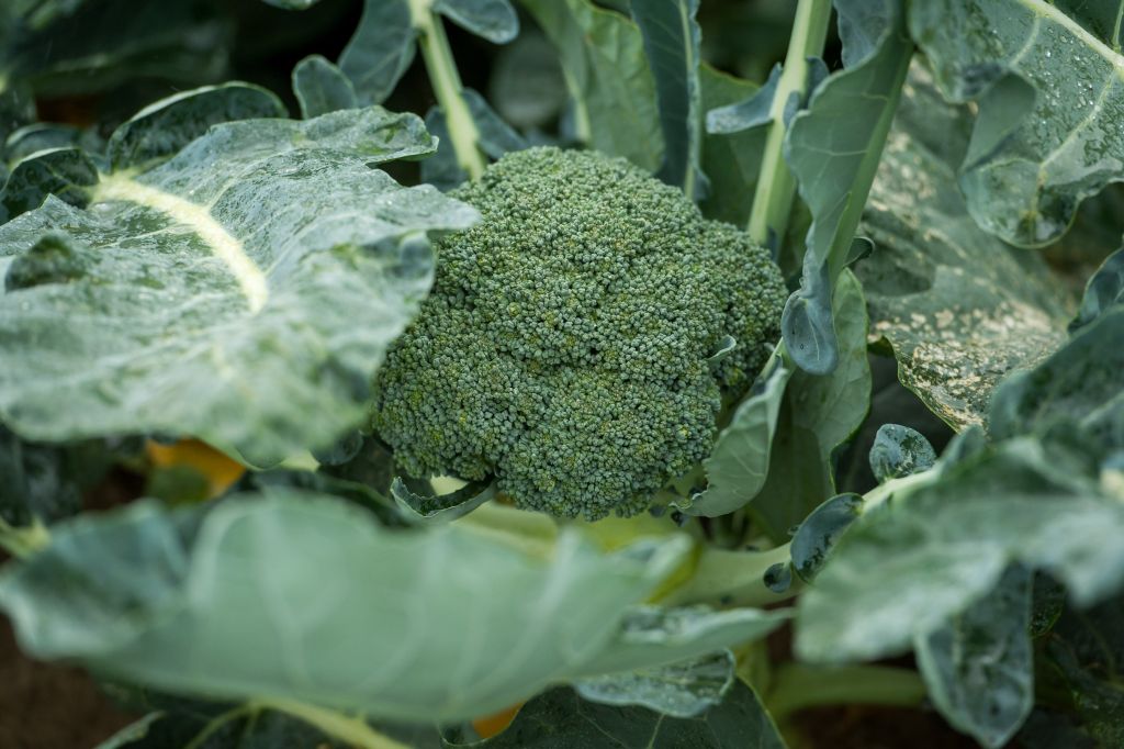 biologiczne środki ochrony roślin, matryca VAT, BioForum, stymulatory wzrostu