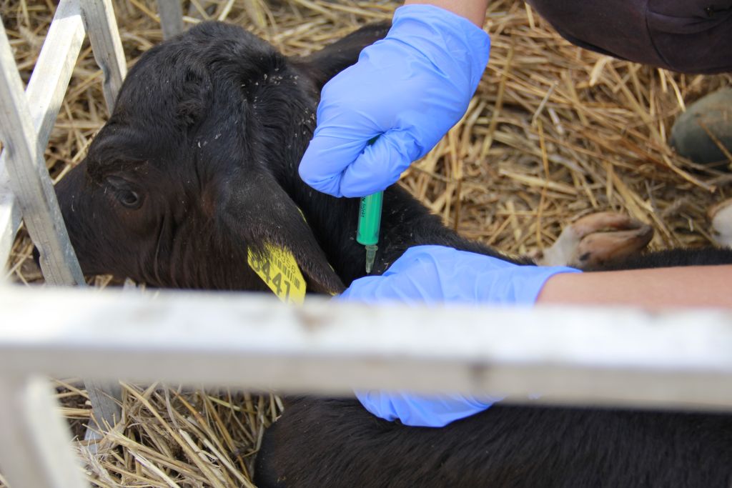 lekarze weterynarii, Inspekcja Weterynaryjna, an krzysztof ardanowski, leczenie zwierząt, protest lekarzy weterynarii
