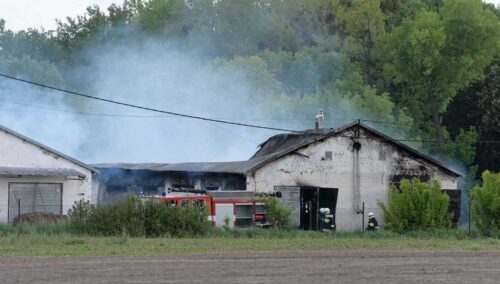 więckowice, pożar chlewni, gmina dopiewo, michał kucierski, hodowla trzody chlewnej