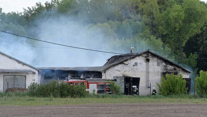 więckowice, pożar chlewni, gmina dopiewo, michał kucierski, hodowla trzody chlewnej
