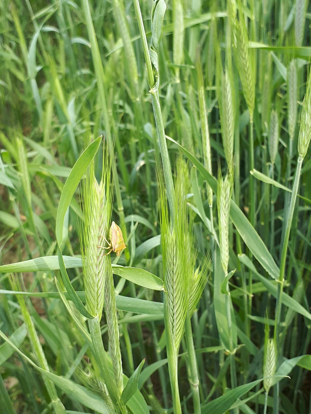 żółwinek zbożowy, pszenżyto ozime, uszkodzenia kłosów, szkodniki zbożowe, pluskwiaki, insektycydy, zwalczanie szkodników