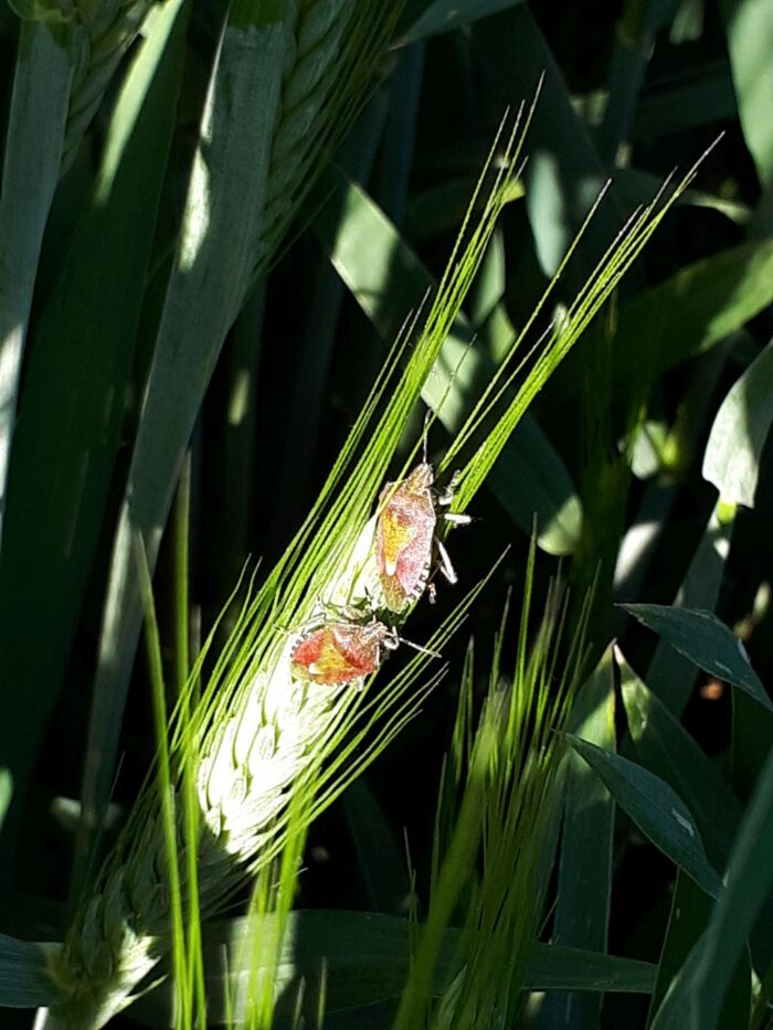 żółwinek zbożowy, pszenżyto ozime, uszkodzenia kłosów, szkodniki zbożowe, pluskwiaki, insektycydy, zwalczanie szkodników