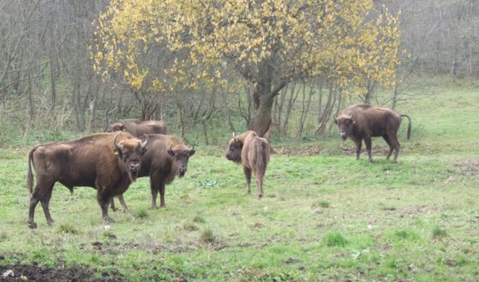 RDLP w Krośnie, lasy państwowe, Grażyna Zagrobelna, inwentaryzacja zwierząt, zwierzęta chronione