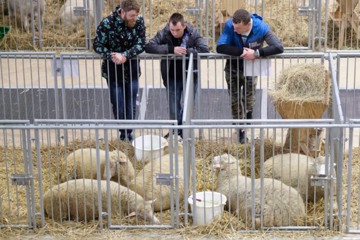 Narodowa Wystawa Zwierząt Hodowlanych