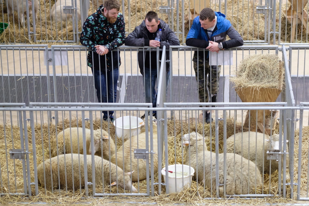 Narodowa Wystawa Zwierząt Hodowlanych, zwierzeta hodowlane, poznań, miedzynarodowe targi poznańskie