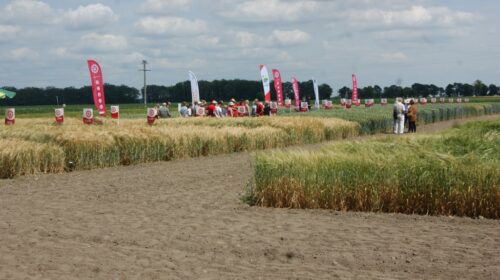 kukurydza, Garzyn, Krajowy Dzień Kukurydzy