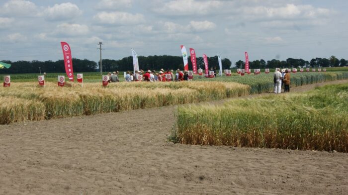 kukurydza, Garzyn, Krajowy Dzień Kukurydzy