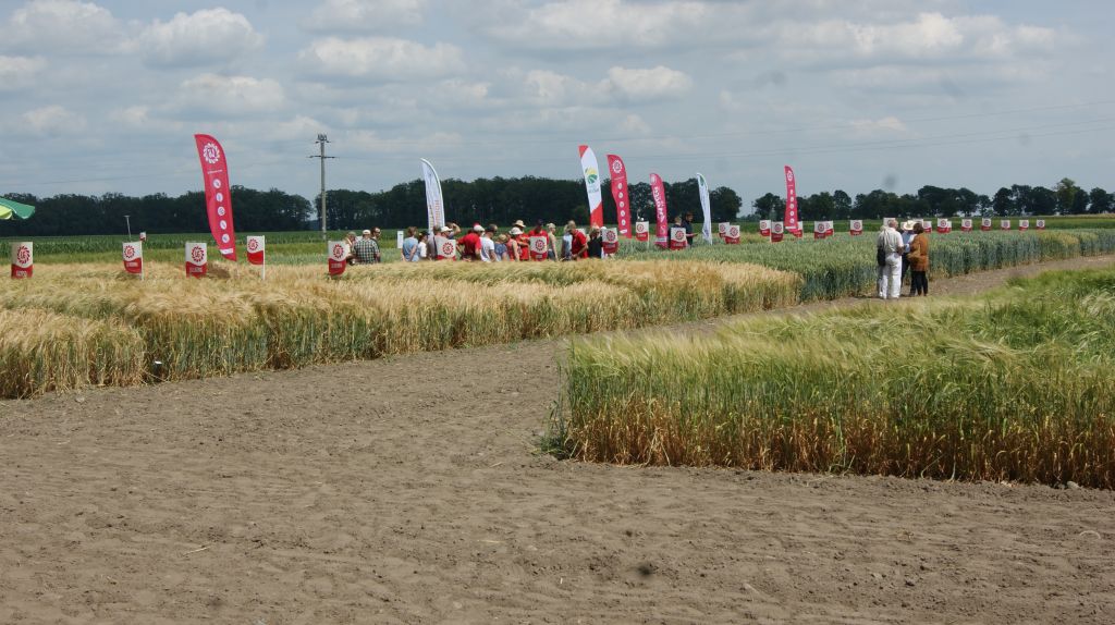 kukurydza, Garzyn, Krajowy Dzień Kukurydzy