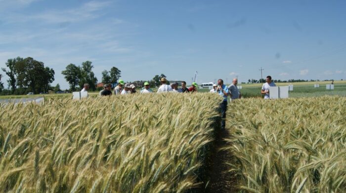 kukurydza, Garzyn, Krajowy Dzień Kukurydzy