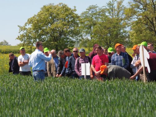 Osadkowski SA, Zielone Pola w Jakubowicach, Odmiany rzepaku ozimego, Elatus Plus, odmiany zbóż ozimych, Chopin F1