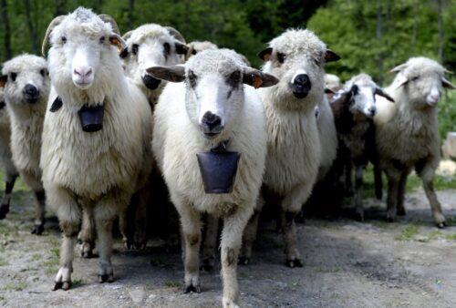 Program Owca Plus, ekstensywny wypas owiec, Fundacja Pasterstwo Transhumancyjne, Stowarzyszenie Gospodarstw Edukacyjnych