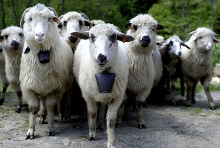 Program Owca Plus, ekstensywny wypas owiec, Fundacja Pasterstwo Transhumancyjne, Stowarzyszenie Gospodarstw Edukacyjnych