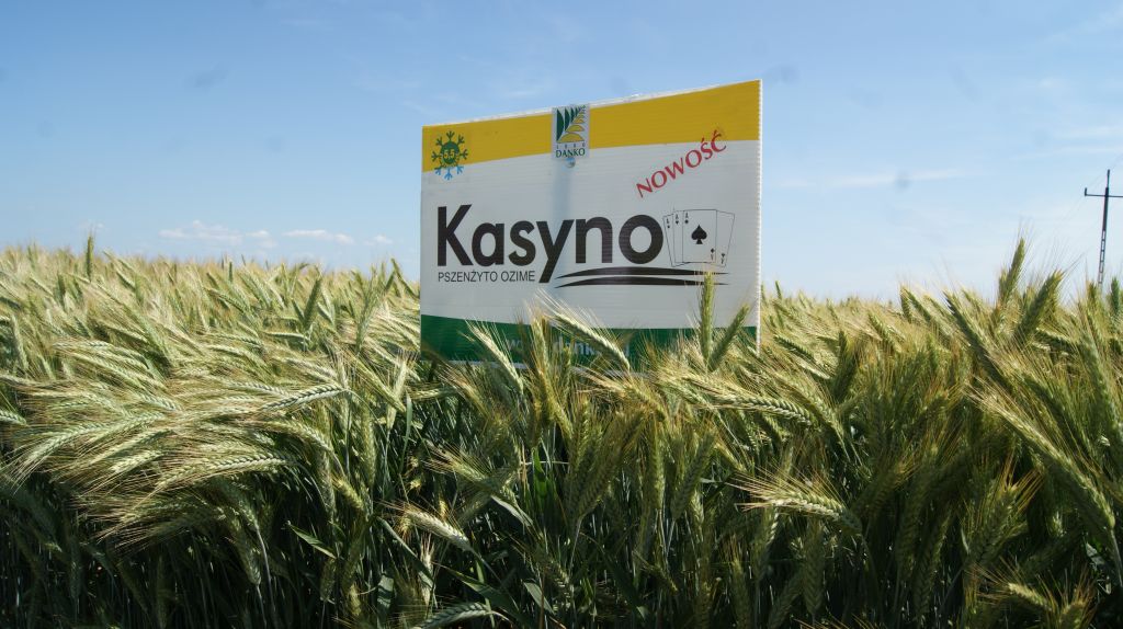 kukurydza, Garzyn, Krajowy Dzień Kukurydzy