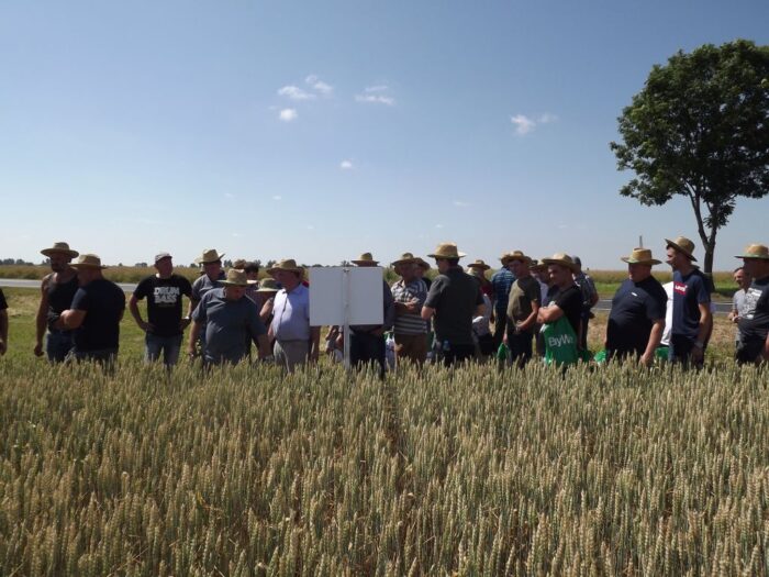 kukurydza, Garzyn, Krajowy Dzień Kukurydzy