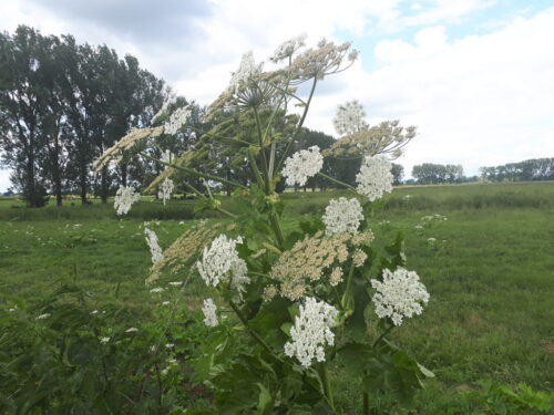 barszcz Sosnowskiego