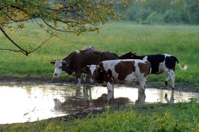 brazylia, ekport mięsa, wołowina, drób