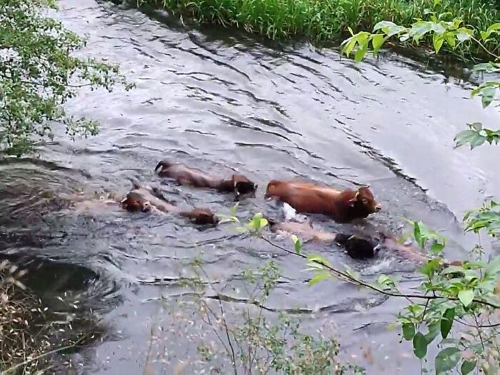 byki, ucieczka byków, byki w rzece