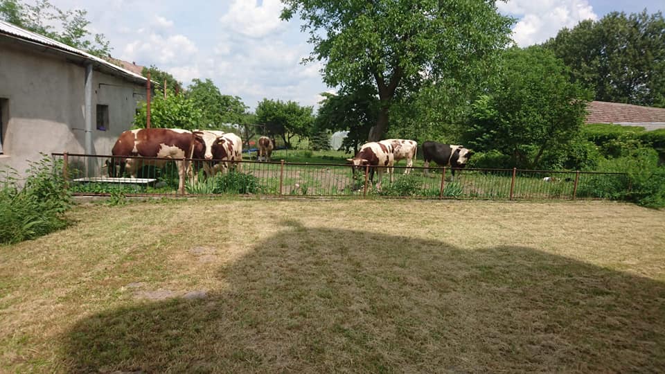 stara dąbrowa, nowa dąbrowa, bydło, byki, byki uciekły z pastwiska