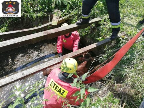 cielak w szambie, Garbina, Braniewo, KP PSP Braniewo, Ireneusz Ścibiorek