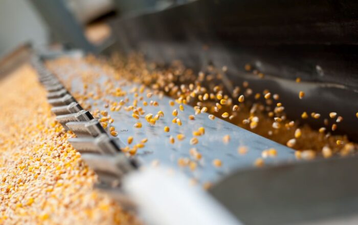 Certyfikat zaprawiania ESTA, HR Smolice, Adam Skowroński, zaprawianie kukurydzy, Polska Izba Nasienna, ESA