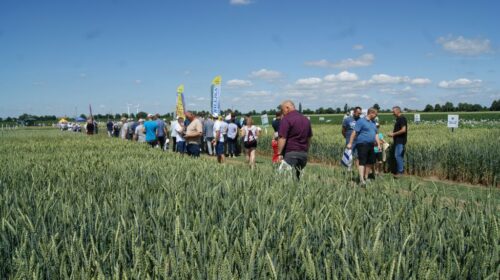 HR Strzelce, Marek Luty, odmiana pszenicy ozimej Euforia, BASF, zaprawa Kinto Plus, odmiany zbóż, Medax Max,
