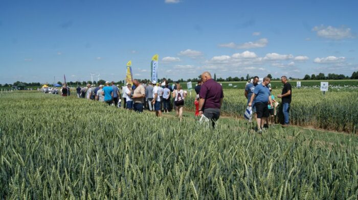 HR Strzelce, Marek Luty, odmiana pszenicy ozimej Euforia, BASF, zaprawa Kinto Plus, odmiany zbóż, Medax Max,