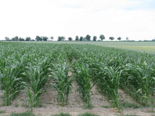 uprawy gmo, kontrola upraw, uprawy genetycznie modyfikowane, gmo, piorin