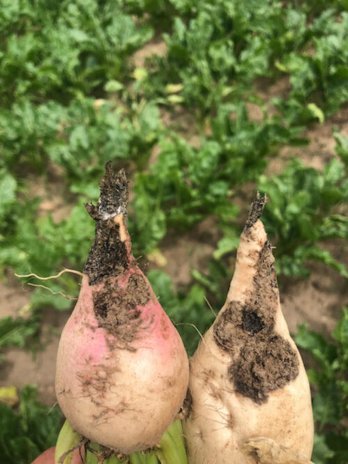 zgnilizny korzeni, korzenie buraka cukrowego, plantacja