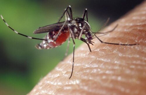 komar tygrysi, komar azjatycki, owady, denga, malaria, żółta febra