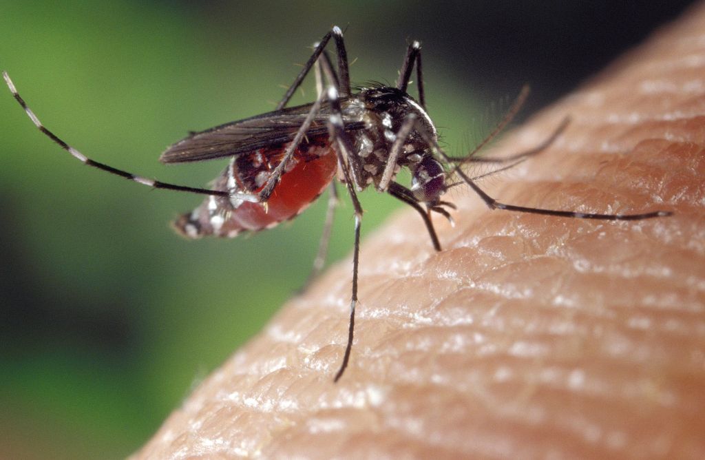 komar tygrysi, komar azjatycki, owady, denga, malaria, żółta febra