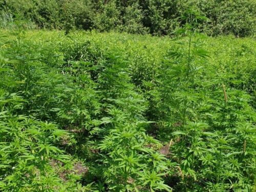 nielegalna uprawa konopi, konopie indyjskie, powiat biłgorajski, powiat świdnicki, Joanna Klimek