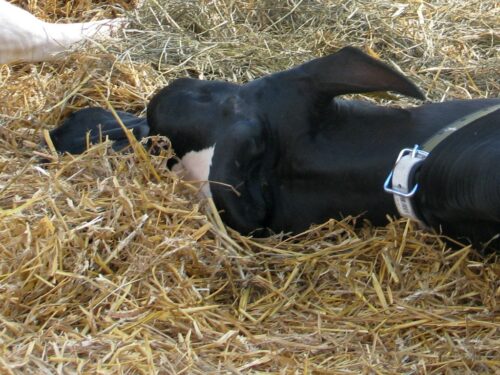 Wieprz, powiat wadowicki, wypadki w gospodarstwach, małopolska, porażenie prądem, zwarcie instalacji elektrycznej