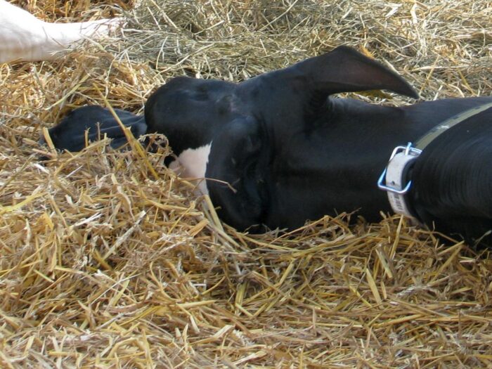 Wieprz, powiat wadowicki, wypadki w gospodarstwach, małopolska, porażenie prądem, zwarcie instalacji elektrycznej