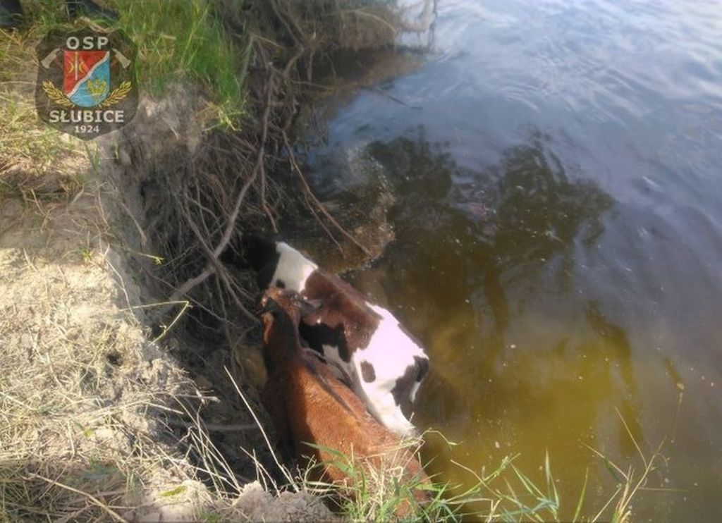 korowy pogłowie obora