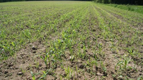 zwalczanie chwastów w kukurydzy, zabiegi nalistne, samosiewy zbóż, komosa biała, chwasty dwuliścienne,
