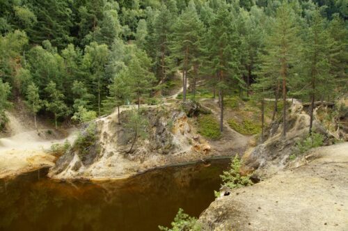 Greenpeace, Consumer Goods Forum, zanikanie lasów, hodowla zwierząt, rolnictwo, produkcja rolnicza