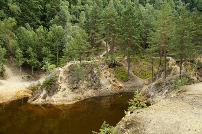 Greenpeace, Consumer Goods Forum, zanikanie lasów, hodowla zwierząt, rolnictwo, produkcja rolnicza