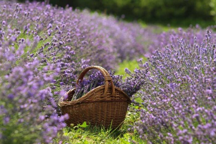 lawena, lawendowe pole, warmia, nowe kawkowo, zbiory lawendy