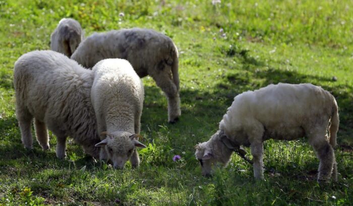 owce, koszenie traw, Lotnisko Zaventem , belgia, Anke Fransen