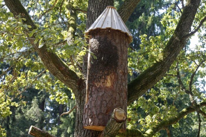 Ule na balkonie, miejska hodowla pszczół, włochy, mediolan